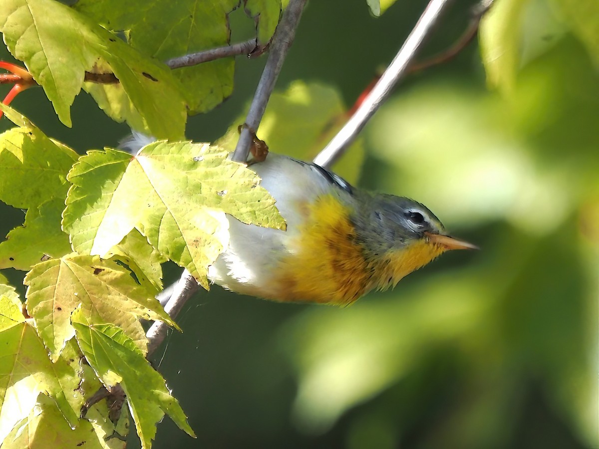 Northern Parula - ML487472811