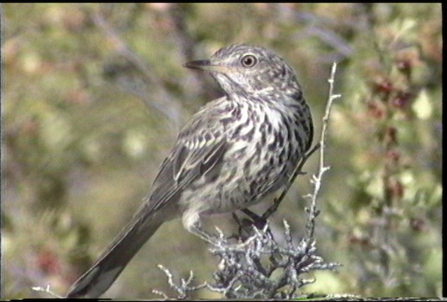 Sage Thrasher - ML487473