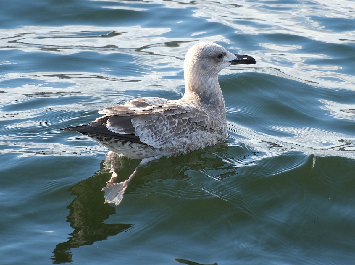 Caspian Gull - ML487473101