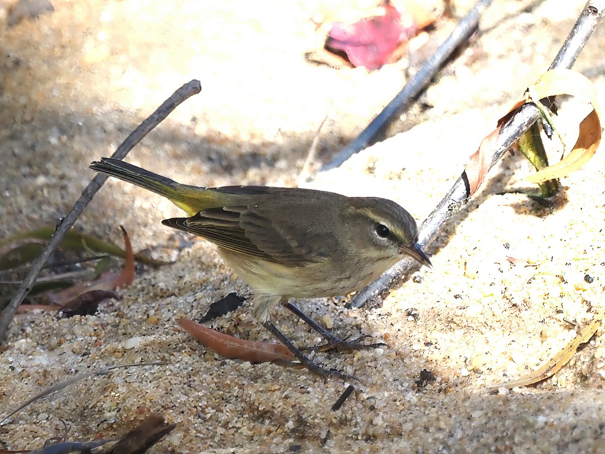 Palm Warbler - ML487473121