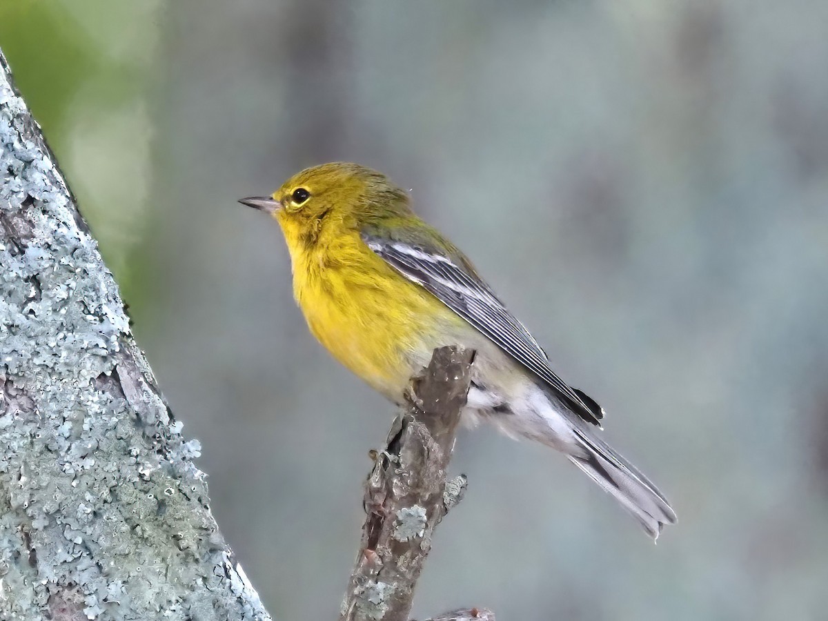Pine Warbler - ML487473271