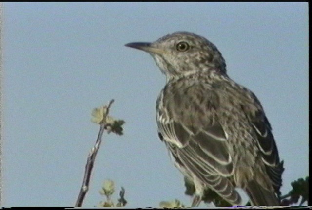 Sage Thrasher - ML487474