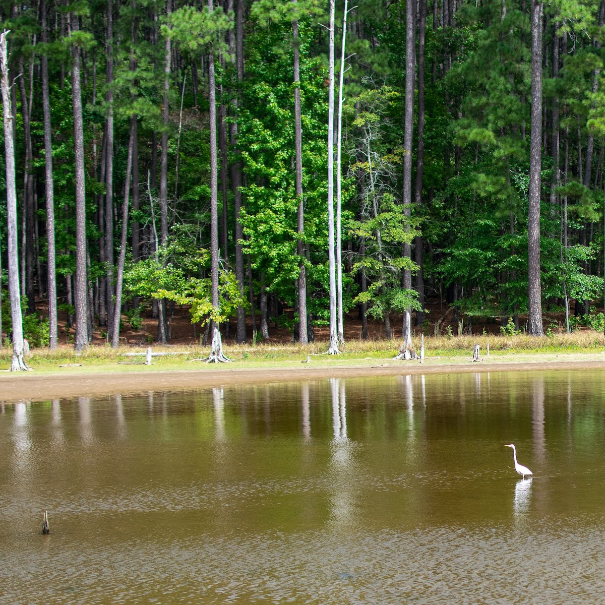 Great Egret - ML487474531