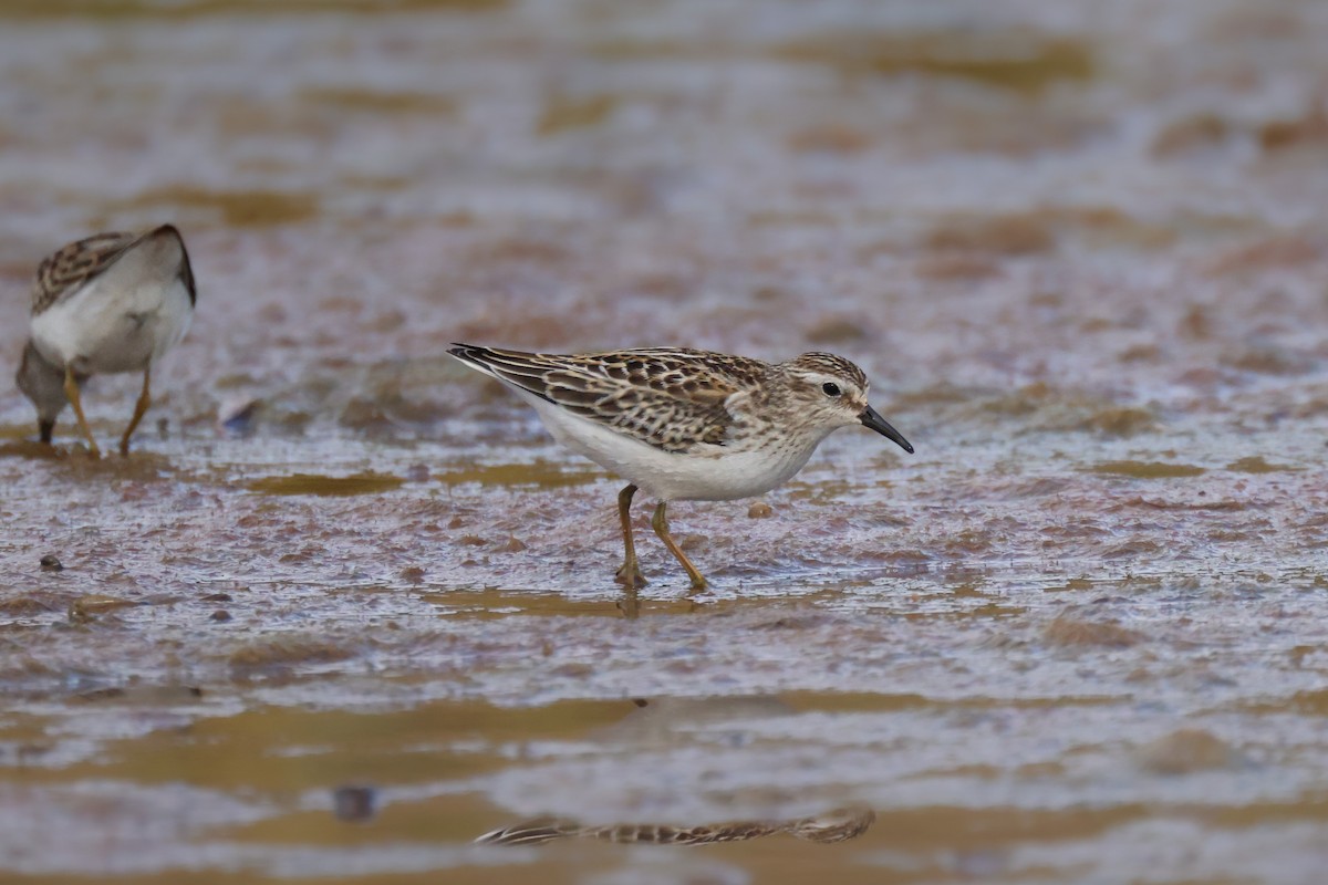 Least Sandpiper - ML487475881