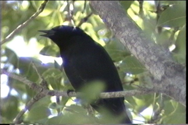 Shiny Cowbird - ML487476