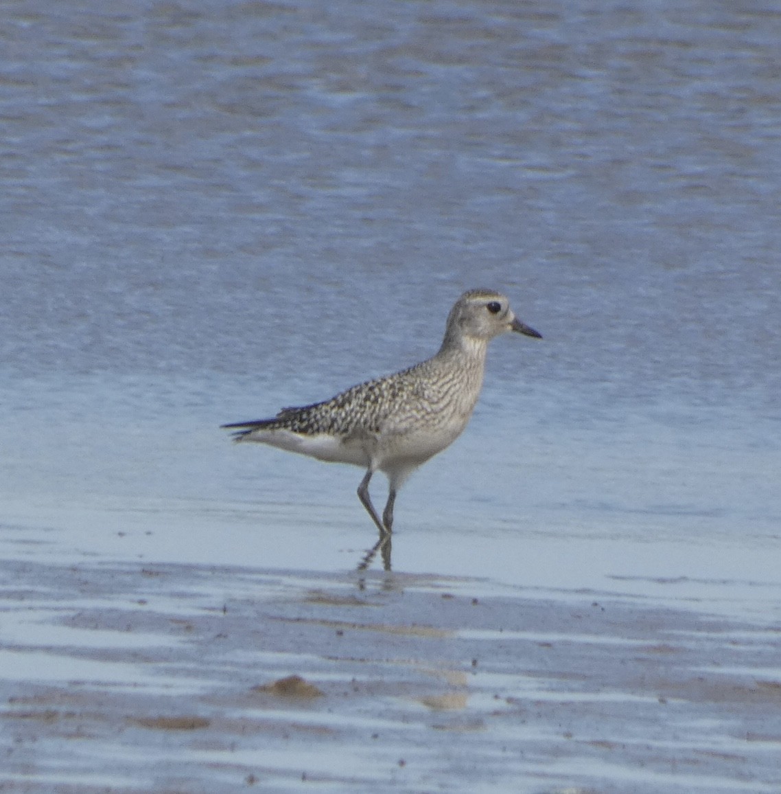 Black-bellied Plover - ML487476121