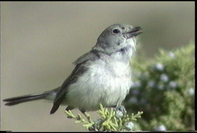 Gray Vireo - ML487477