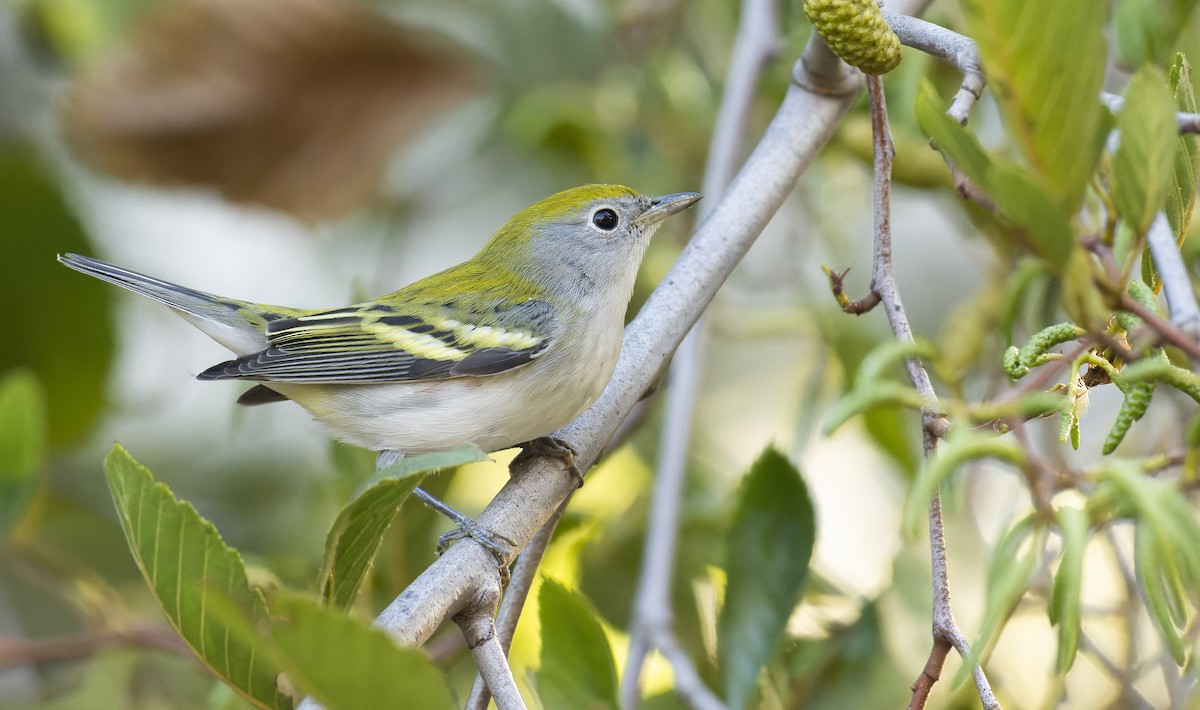 Chestnut-sided Warbler - ML487477131