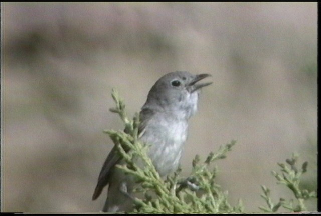 Gray Vireo - ML487478