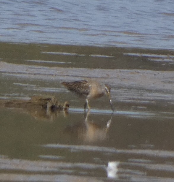 Short-billed Dowitcher - ML487478061