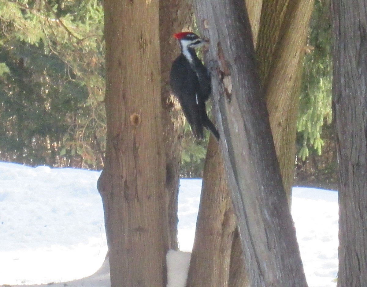 Pileated Woodpecker - ML48747821