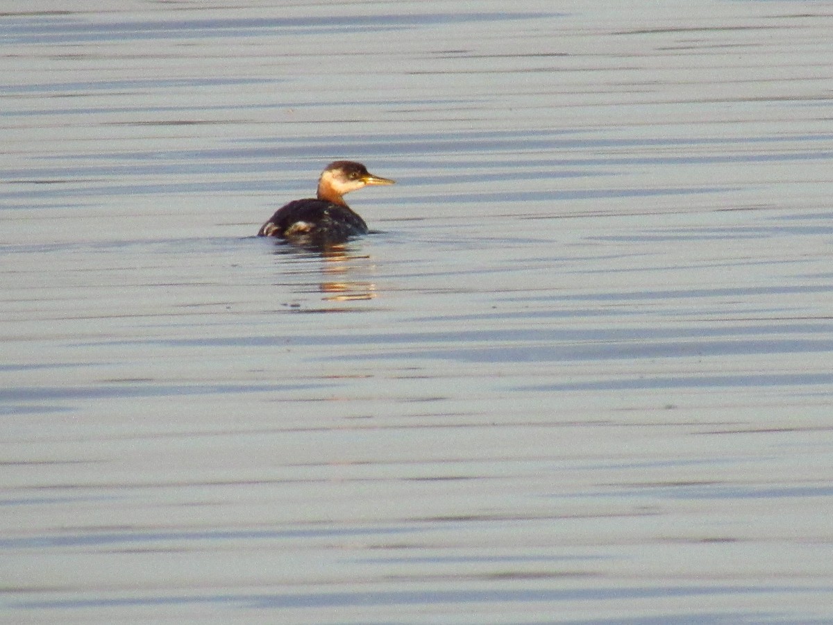 Red-necked Grebe - ML487480141
