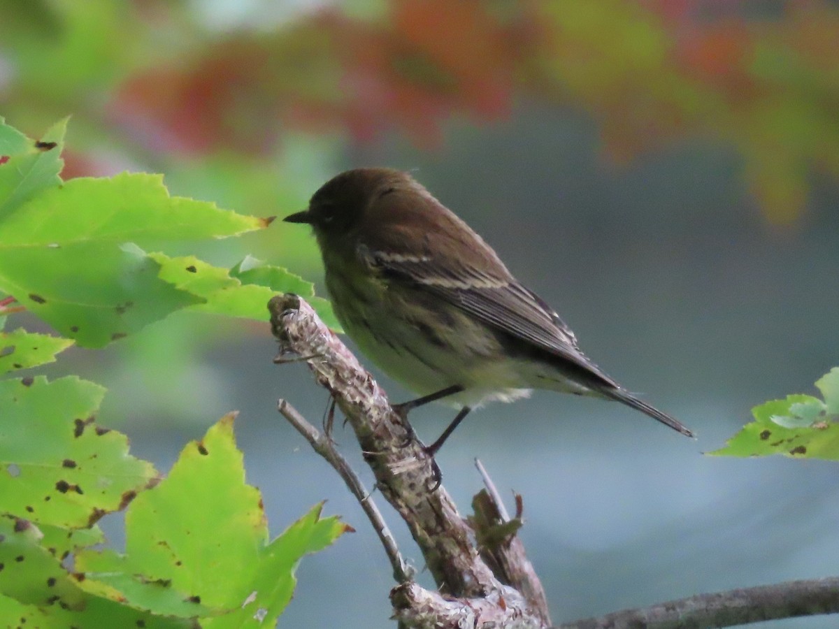 Yellow-rumped Warbler - ML487481391