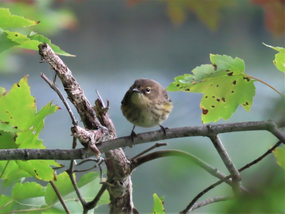 Yellow-rumped Warbler - ML487481401