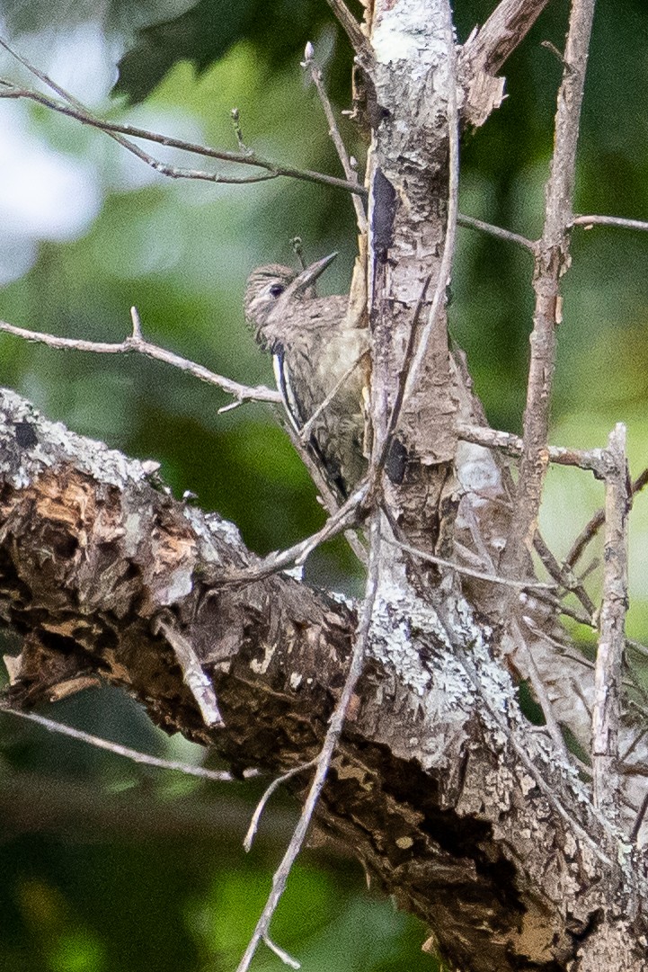 Yellow-bellied Sapsucker - ML487481421