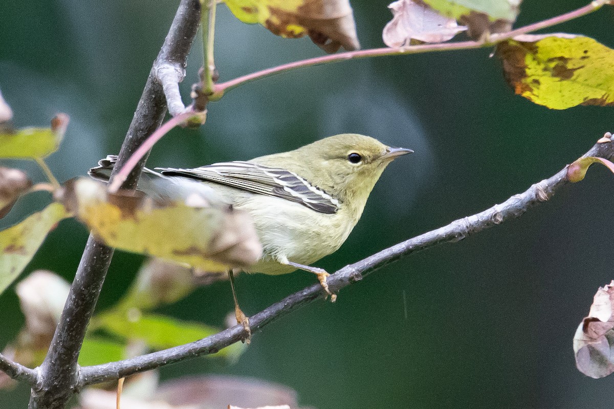 Paruline rayée - ML487481551