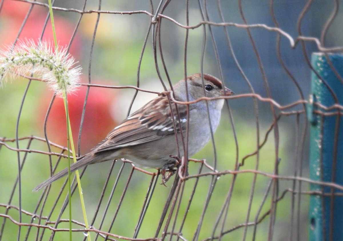 White-crowned Sparrow (Dark-lored) - ML487482301