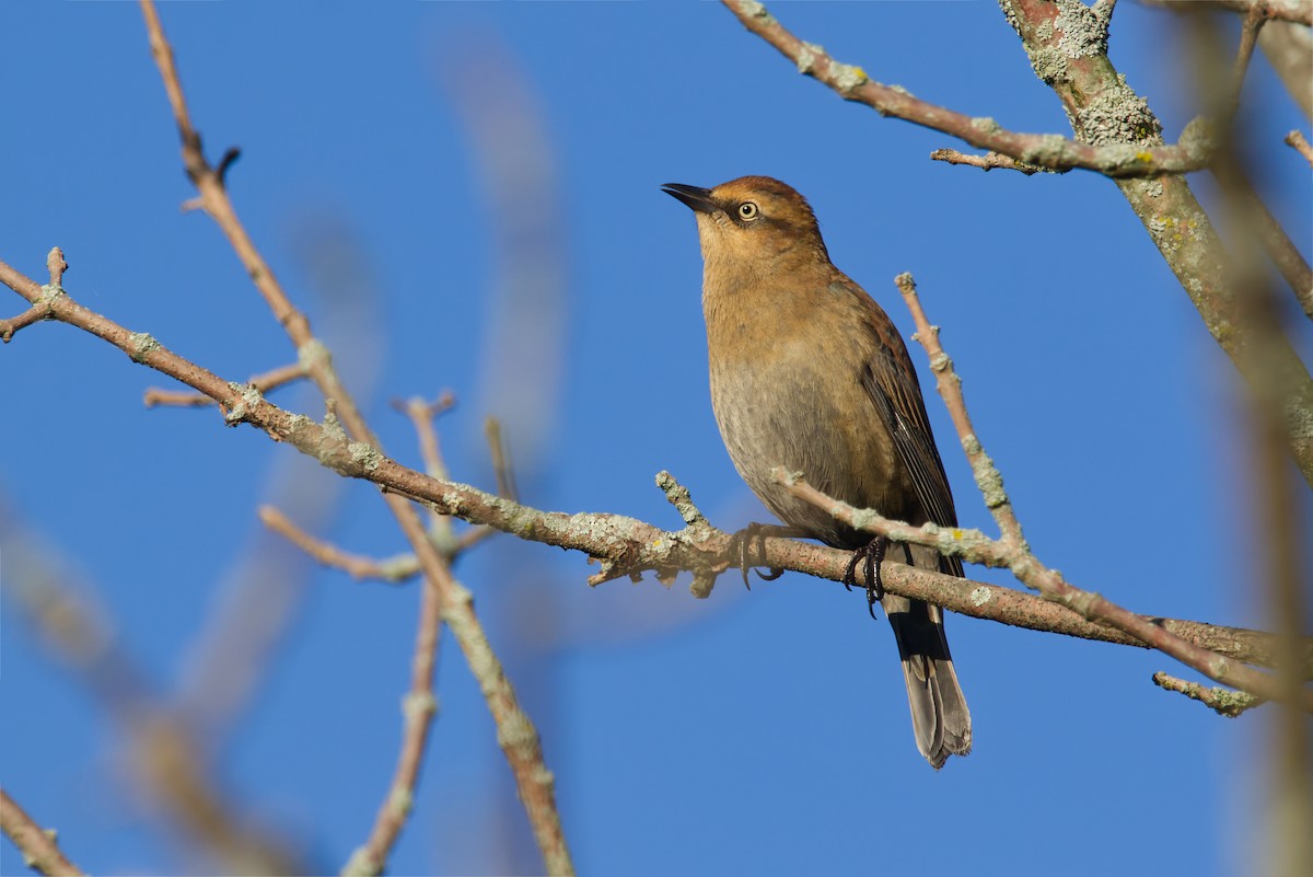 Rusty Blackbird - ML487483961