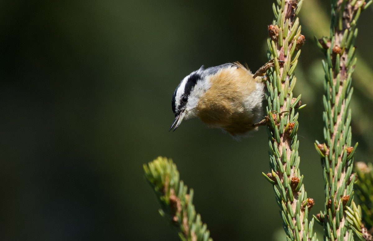 Red-breasted Nuthatch - ML487487741