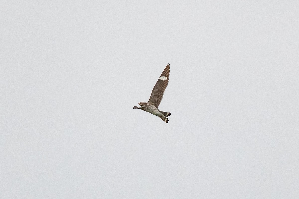 Common Nighthawk - Bruce Miller