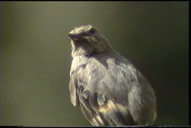 Townsend's Solitaire - ML487489