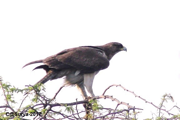 Bonelli's Eagle - ML48748901