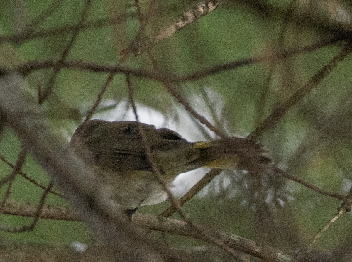 American Redstart - ML487489071