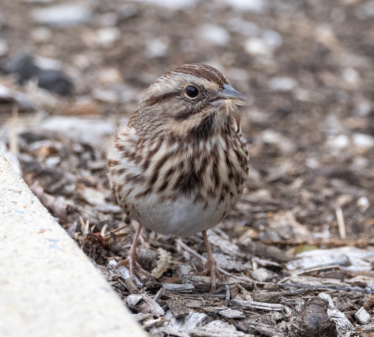 Song Sparrow - ML487489151