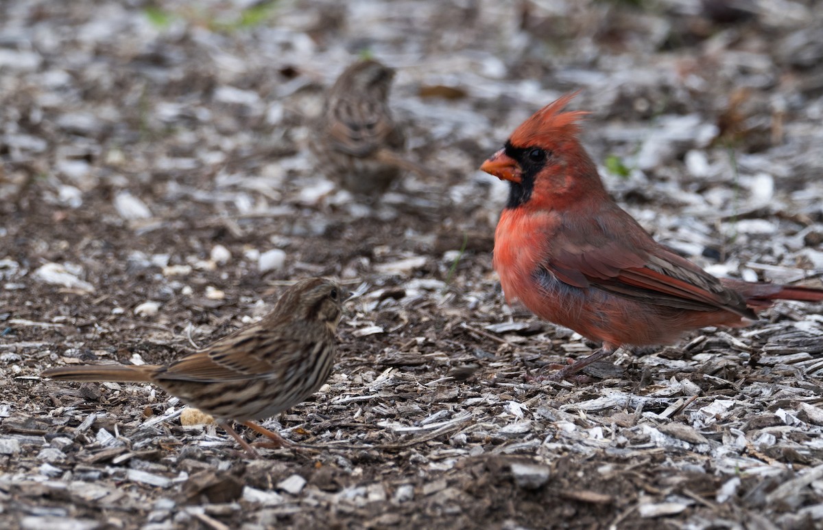 Northern Cardinal - ML487489331