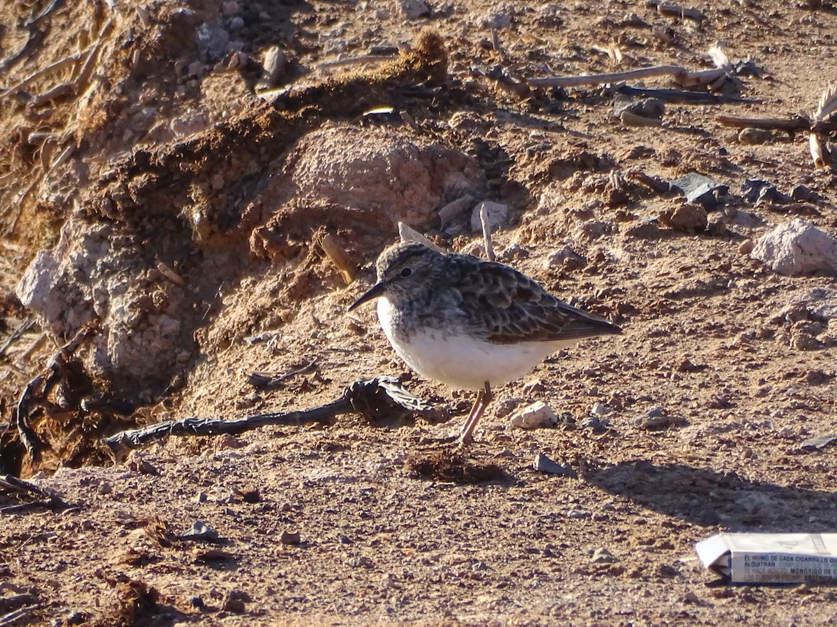 Least Sandpiper - ML487489711