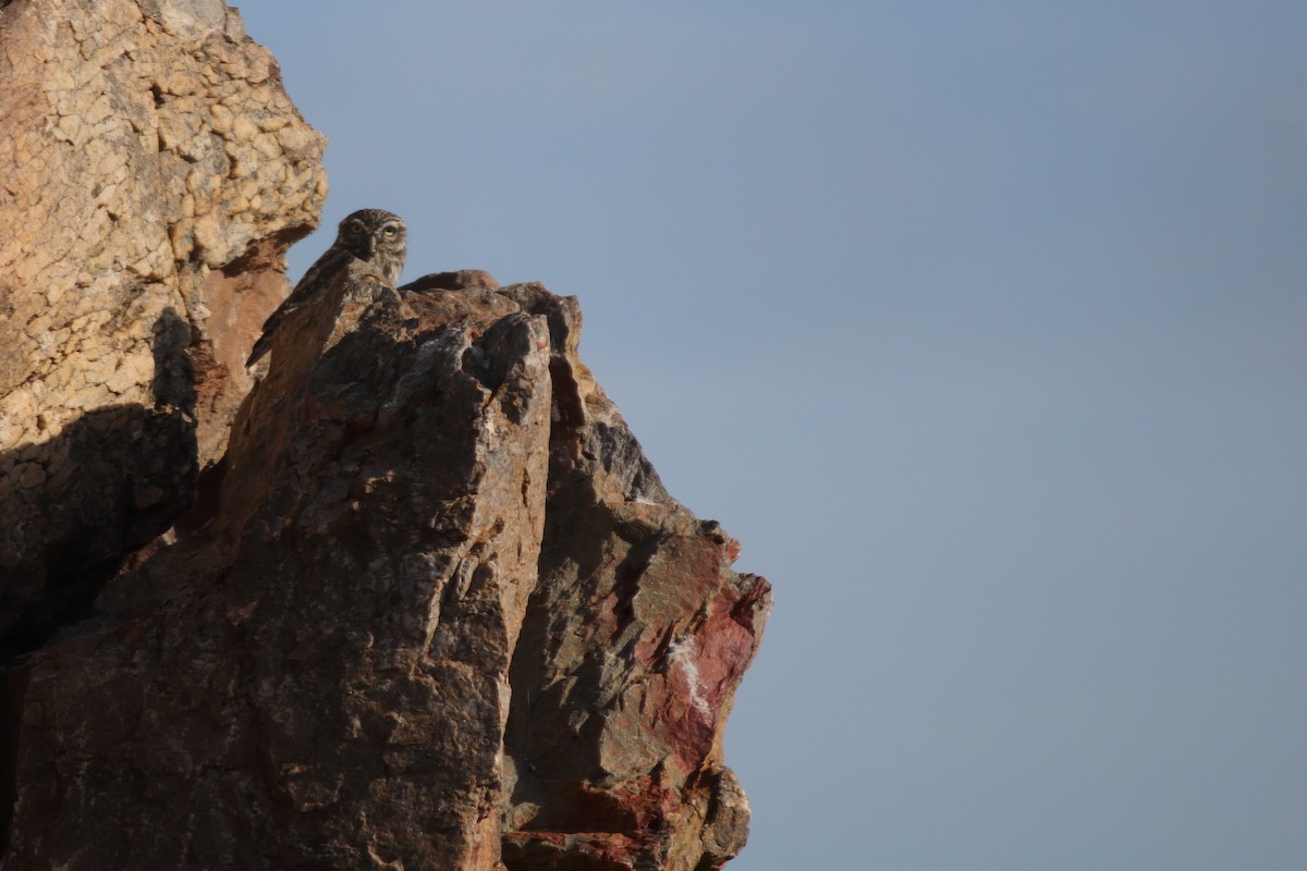 Little Owl - ML487490401