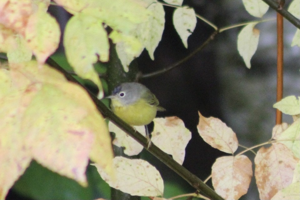 Nashville Warbler - Hannah Dodington