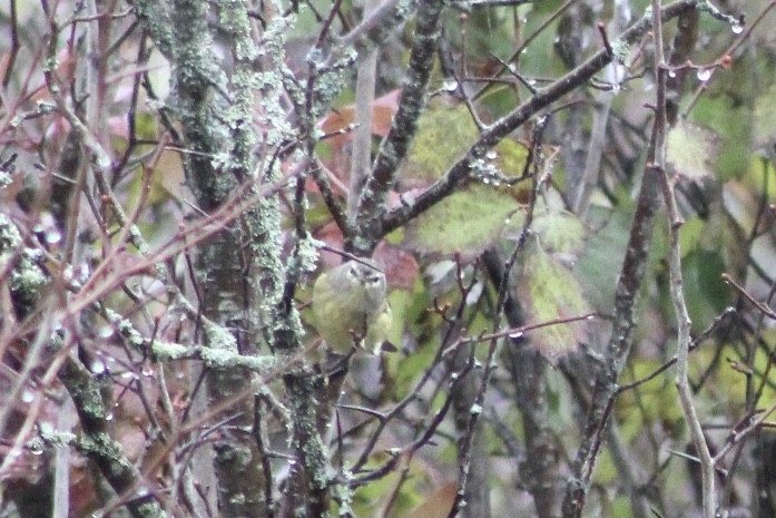 Orange-crowned Warbler - ML487491491