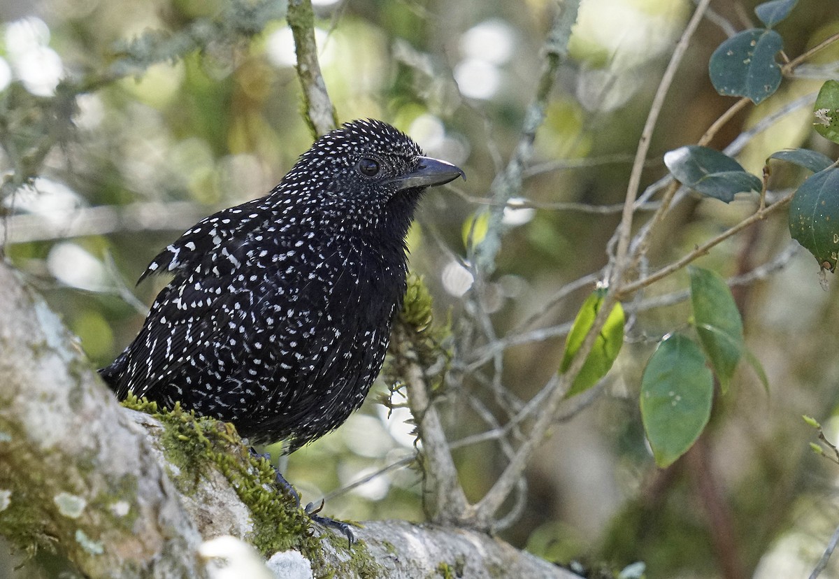 Large-tailed Antshrike - Adrian Antunez