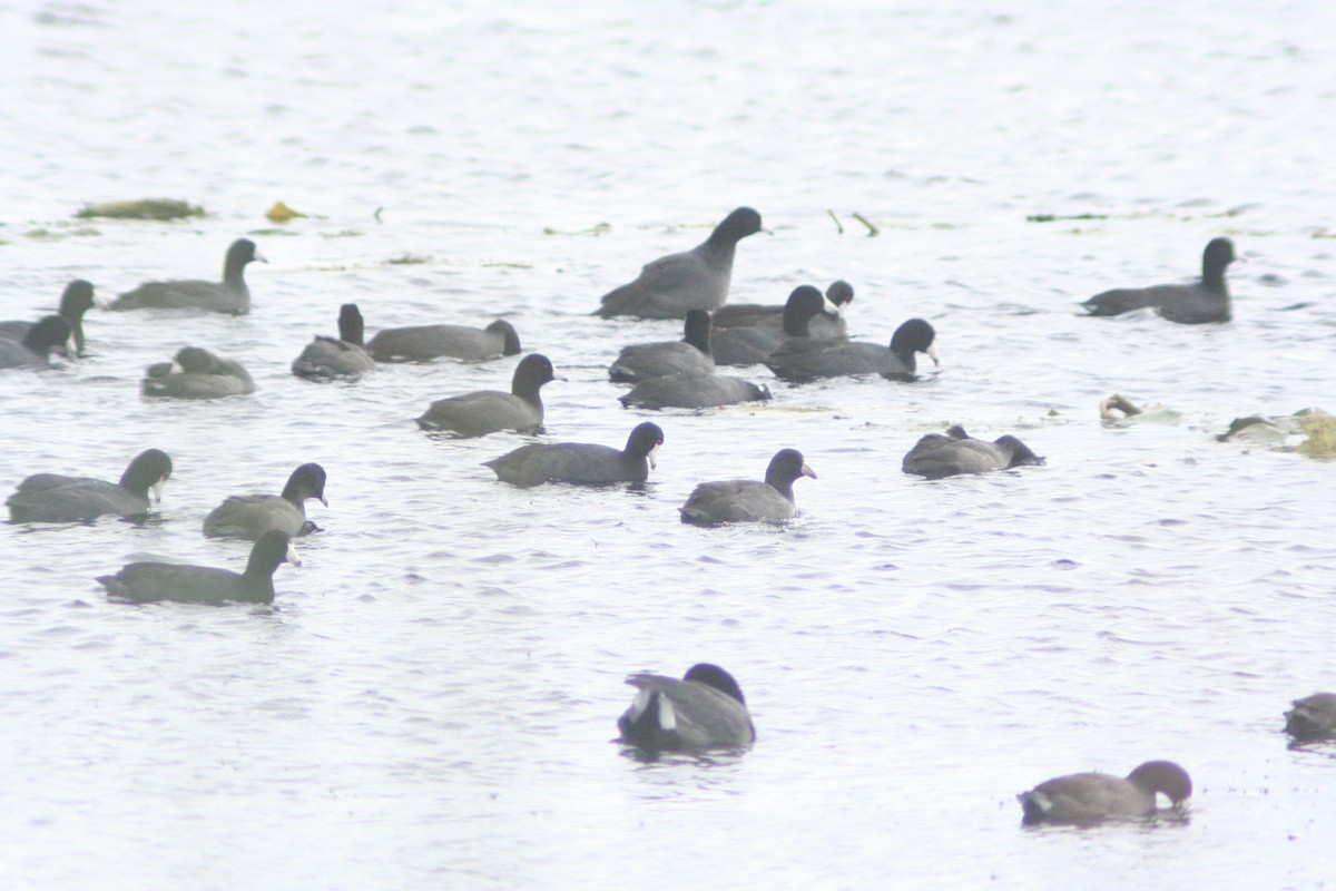 American Coot - Andrew Slinde