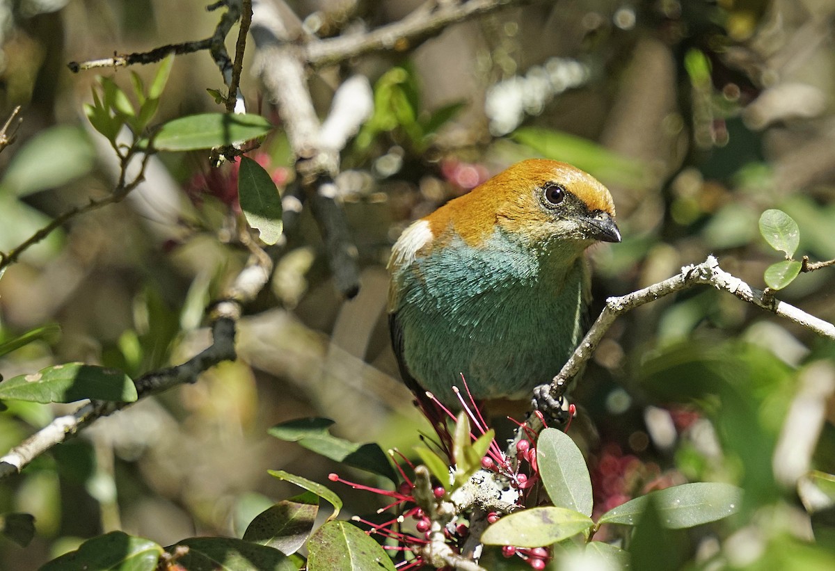 Chestnut-backed Tanager - Adrian Antunez