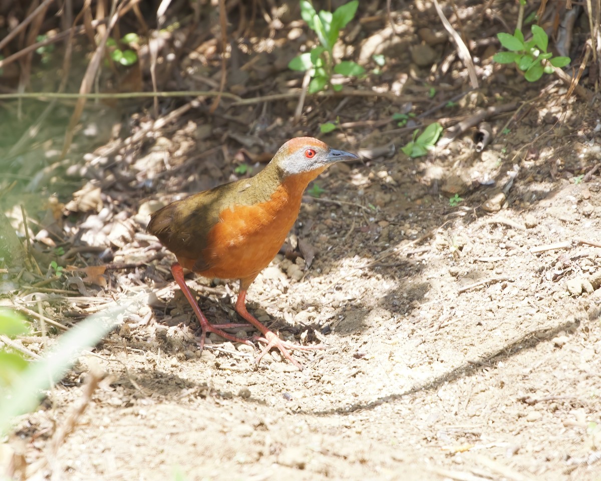 Russet-crowned Crake - ML487493701