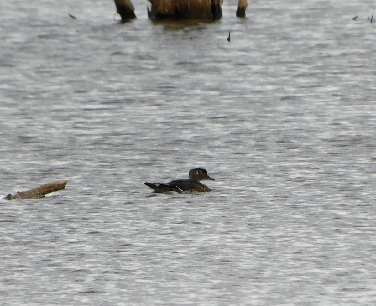 Wood Duck - ML487498041