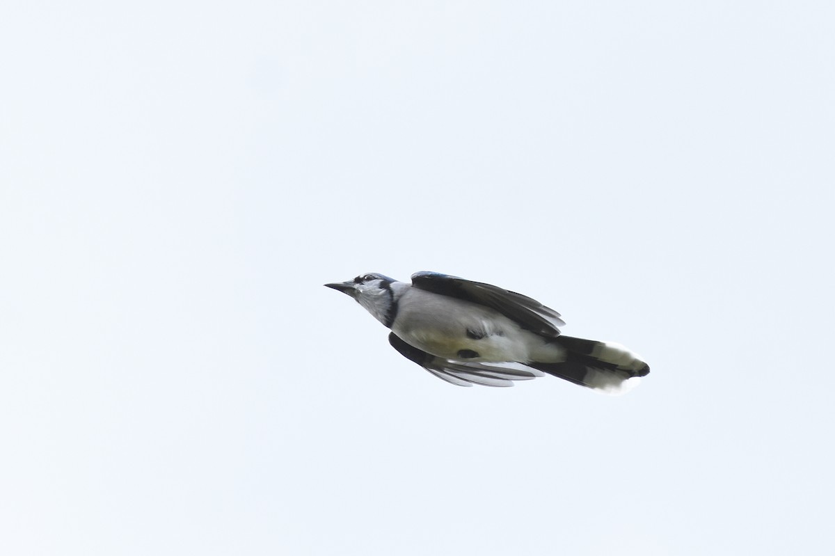 Blue Jay - ML487498191