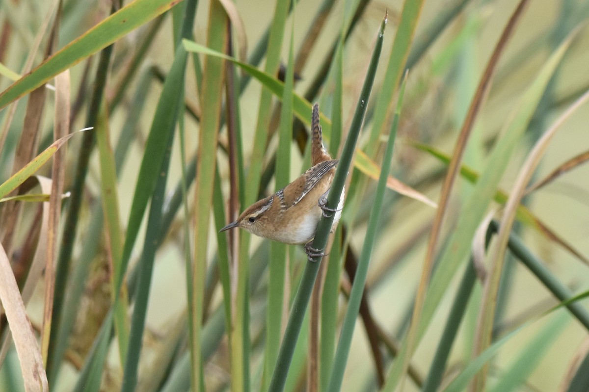 Marsh Wren - ML487498241