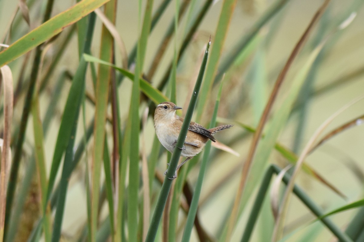 Marsh Wren - ML487498251