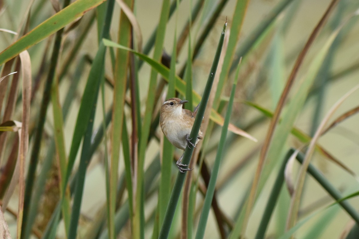 Marsh Wren - ML487498261