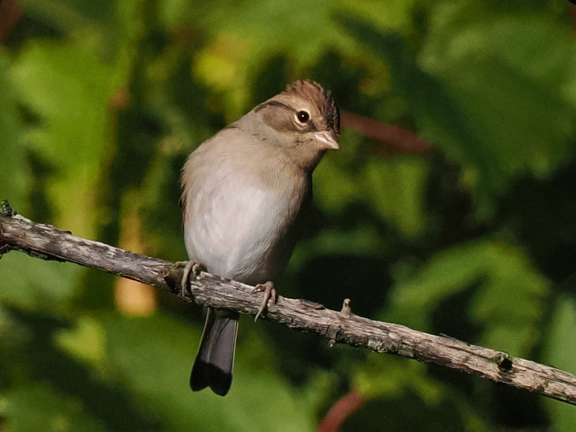 Chipping Sparrow - Chris Allen