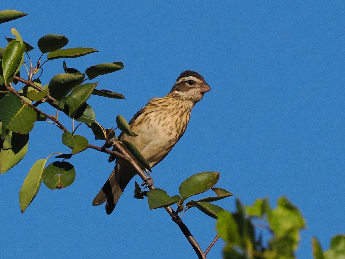 Rose-breasted Grosbeak - ML487499461