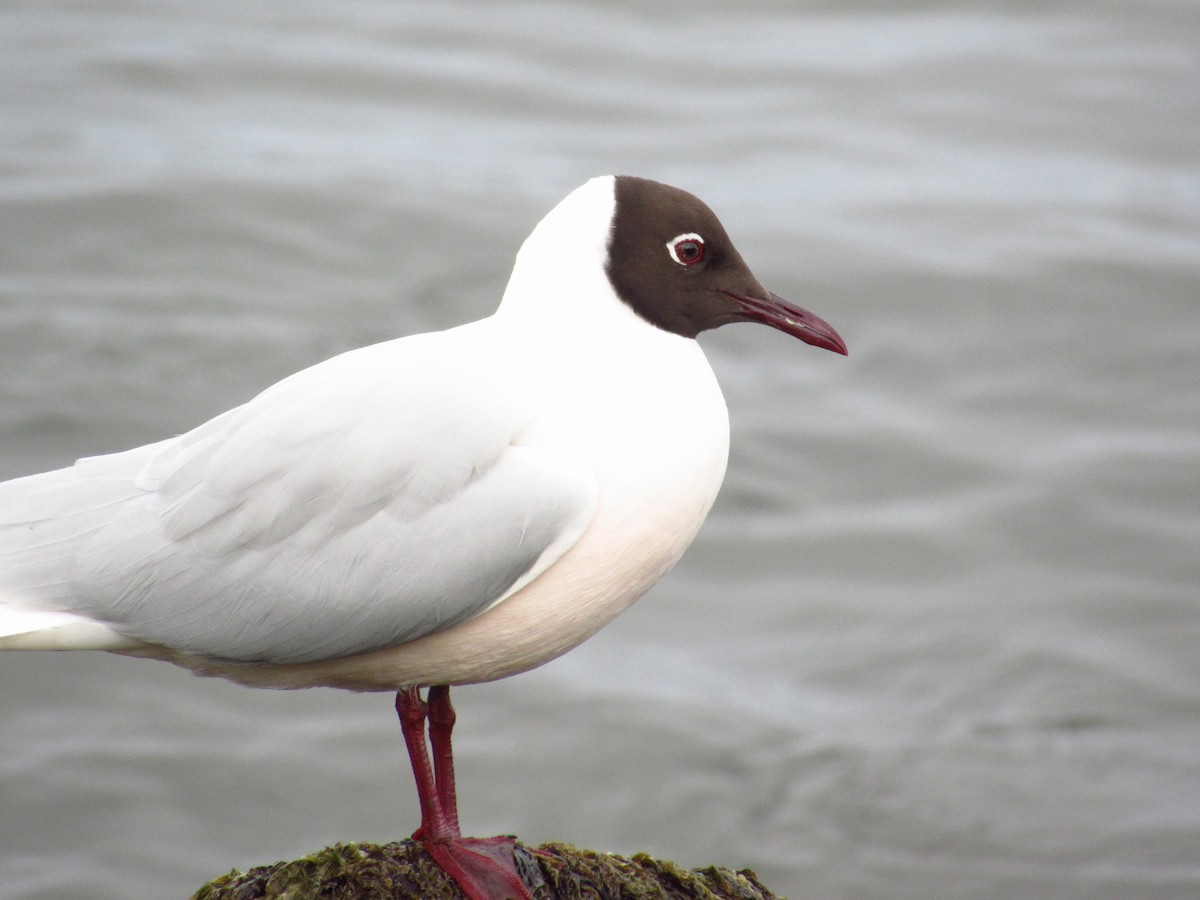 Brown-hooded Gull - ML487499831