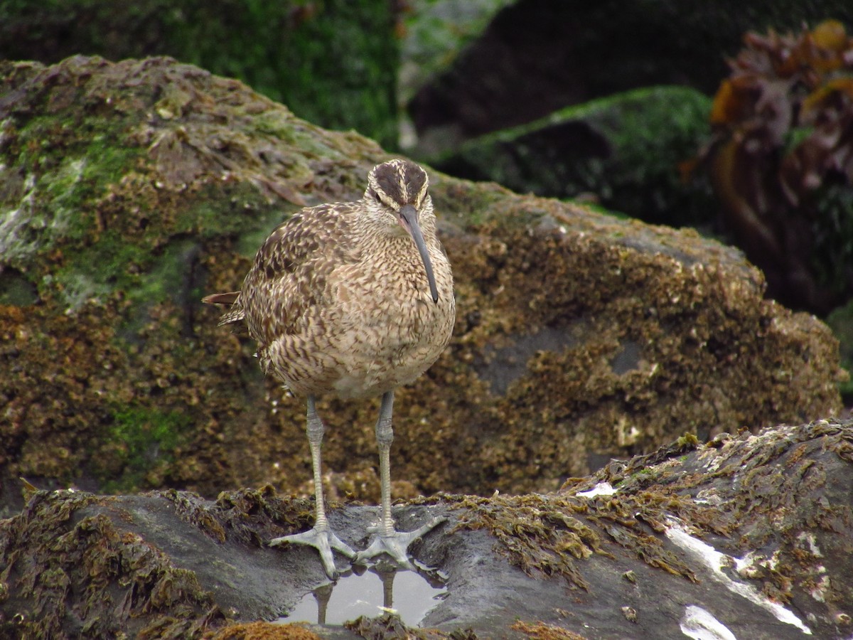 Whimbrel - ML487499921