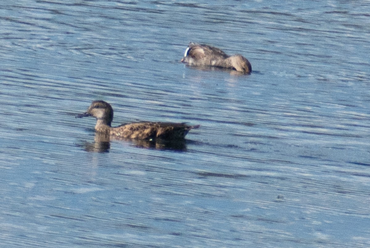 Canard chipeau - ML487500581