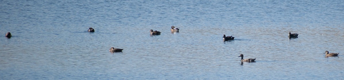 Canard chipeau - ML487500591