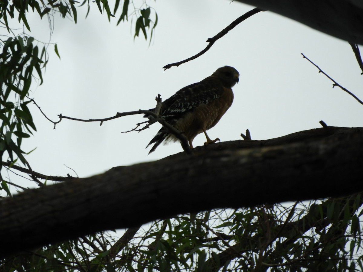 Red-shouldered Hawk - ML487500751