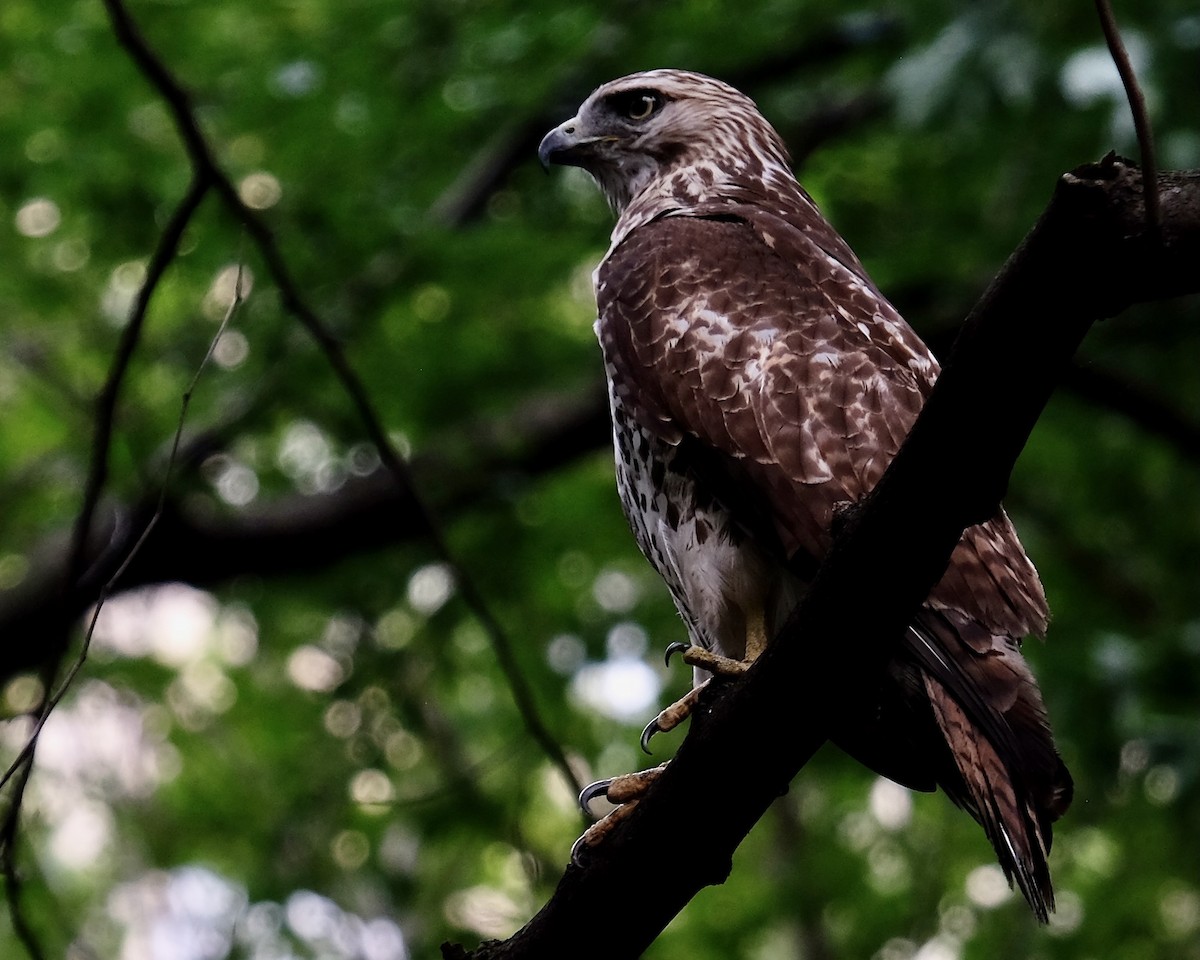 Red-tailed Hawk - ML487502601